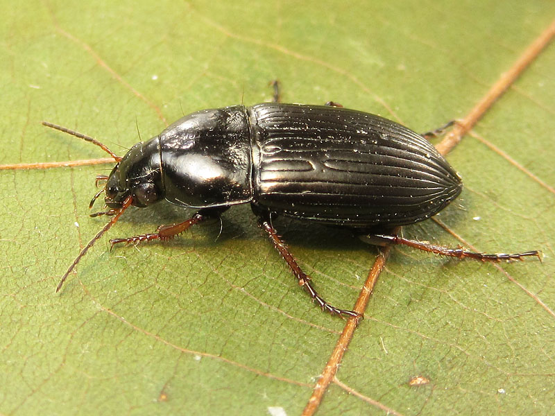 Carabidae: altro Harpalus ??  No, Amara sp.